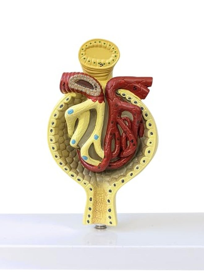 Axis Scientific Kidney Model with Nephrons and Glomerulus - Enlarged Nephrons and Glomerulus - Perfect for Anatomy Students, Urologists, Patient Consultation - Includes Full Color Study Guide - Image 4